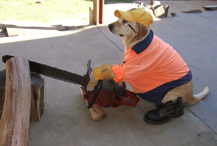 Zimmy Cutting Wood