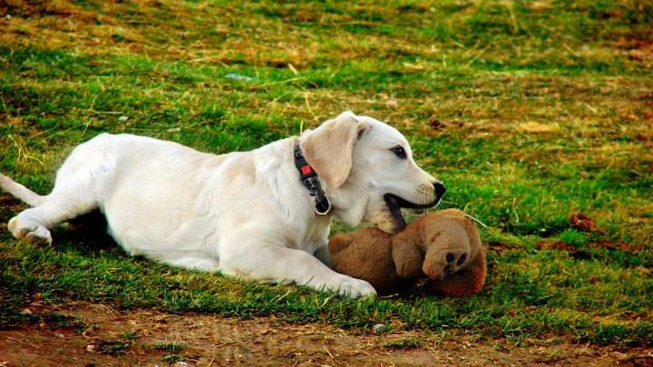 Dog Training collar during play time