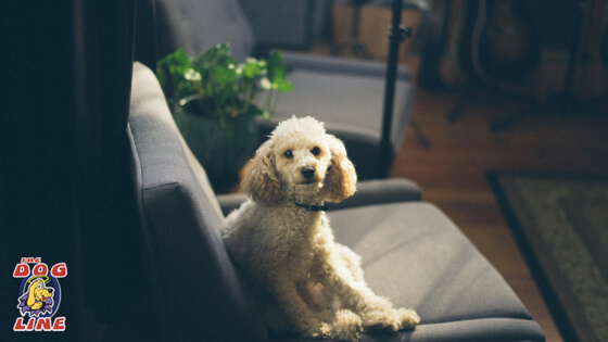 Dog sitting on a coach after given with a "sit" command using a dog training collar