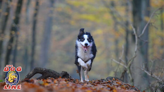 Dog responding to a come command with the help of a remote dog training collar