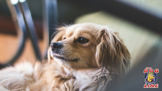 Dog responding to the "stay" command with the help of remote dog trainer