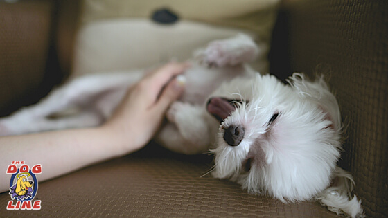 what age can you start using a shock collar on a puppy