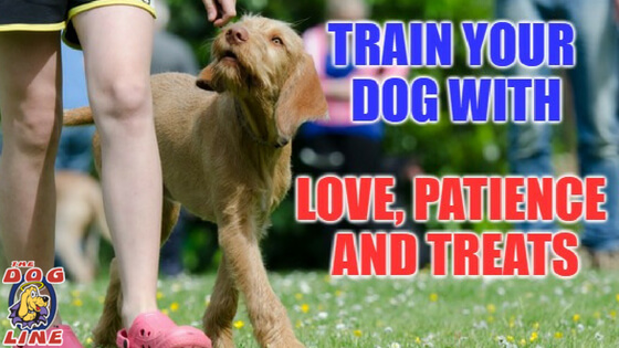 Train your dog with PetSafe’s Easy Dog Training Collar