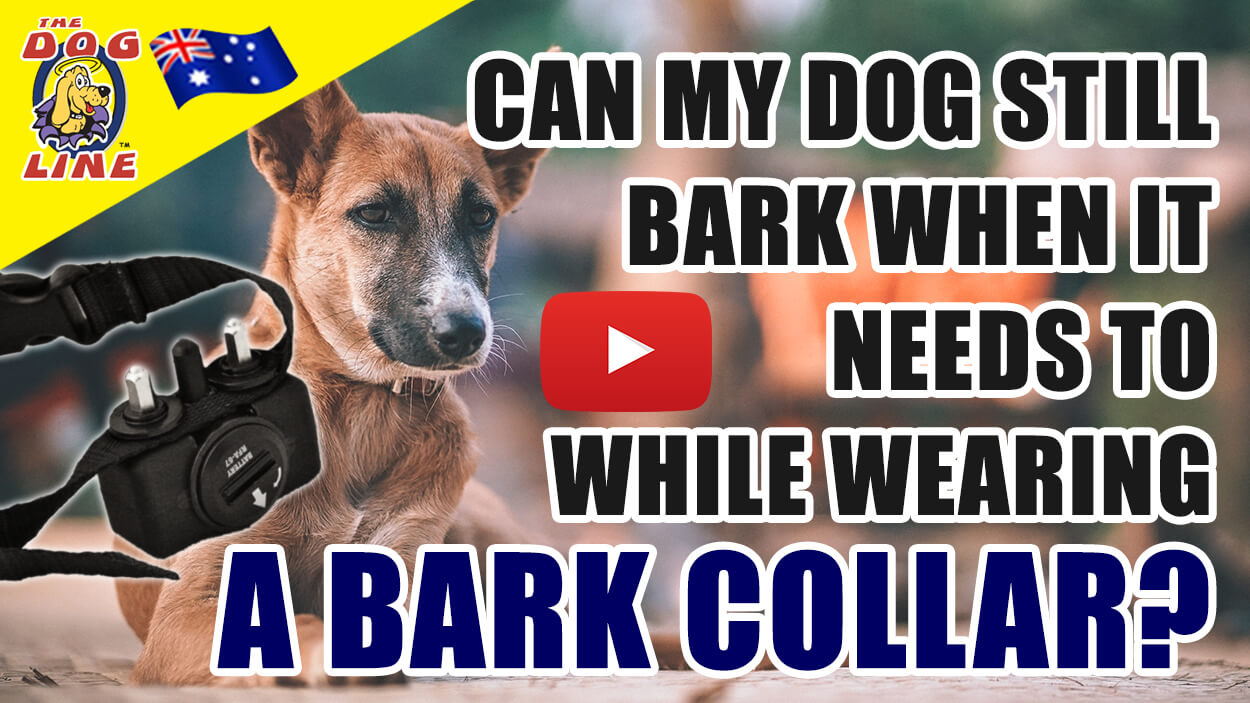 TDL TV - Can my dog still bark when it needs to