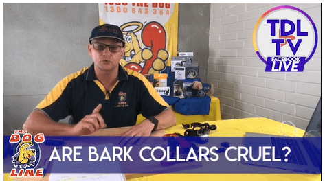 TDL TV host, Colin, discussing how a bark collar is not cruel