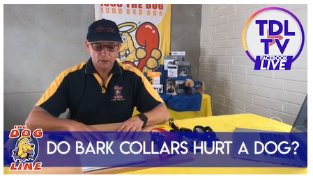 Colin of TDL TV answering the question if bark collars can hurt dogs